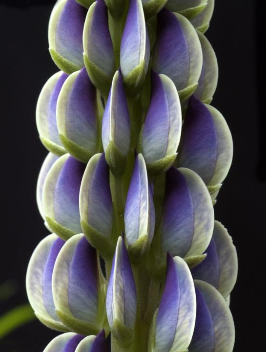 Lupine 13.jpg - Flora Gallery 2